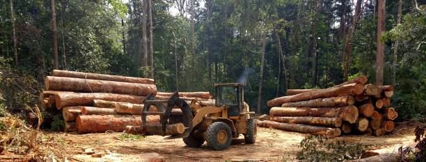 Professional Tree Care in North Edwards, CA