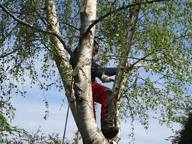 Best Firewood Processing and Delivery  in North Edwards, CA